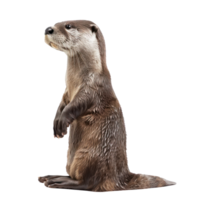Otter side view full body isolate on transparency background png