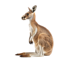 Kangaroo side view full body isolate on transparency background png