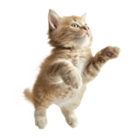 floating full body kitten isolate on transparency background png