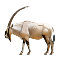 Oryx side view full body isolate on transparency background png