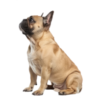 French Bulldogs side view full body isolate on transparency background png