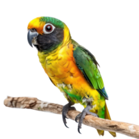 Conure bird side view full body isolate on transparency background png