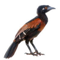Greater coucal bird side view full body isolate on transparency background png