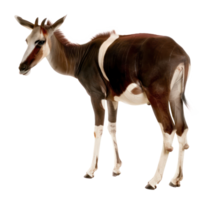 Okapi full body isolate on transparency background png