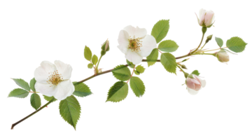wild rose branch isolate on transparency background png