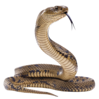 King Cobra side view full body isolate on transparency background png