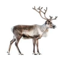 Reindeer side view full body isolate on transparency background png