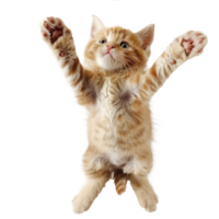 floating full body kitten isolate on transparency background png