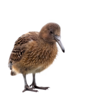 Kiwi bird front view full body isolate on transparency background png