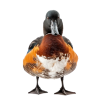 Northern shoveler bird front view full body isolate on transparency background png