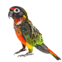 Conure bird side view full body isolate on transparency background png