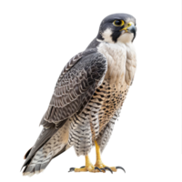 Falcon front view full body isolate on transparency background png