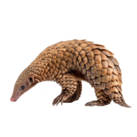 Pangolin side view full body isolate on transparency background png
