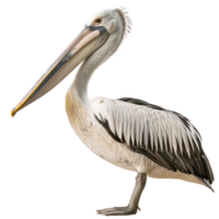 Pelican side view full body isolate on transparency background png