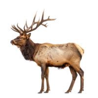 Elk side view full body isolate on transparency background png