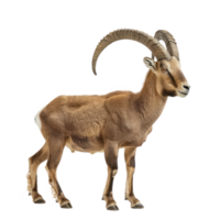Ibex full body isolate on transparency background png