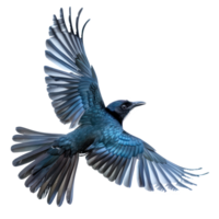 Greater racket or tailed drongo bird fly full body isolate on transparency background png