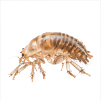 Lice side view full body isolate on transparency background png
