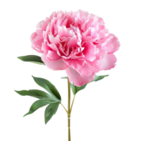 Peony flower front view full length isolate on transparency background png