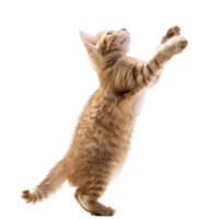 floated cat jumping gesture try to catch something in the air, isolate on transparency background png