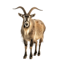 Markhor front view full body isolate on transparency background png