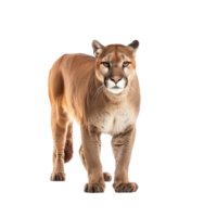 Puma front view full body isolate on transparency background png