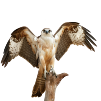 eagle stand on the top of branch with transparent background png