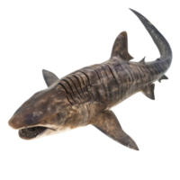 Basking shark full body isolate on transparency background png