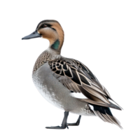 Northern pintail bird side view full body isolate on transparency background png