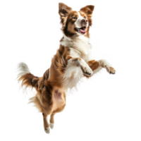 floated dog jumping gesture try to catch something in the air, isolate on transparency background png
