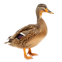 Duck side view full body isolate on transparency background png