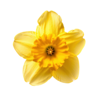 Daffodil flower top view full length isolate on transparency background png