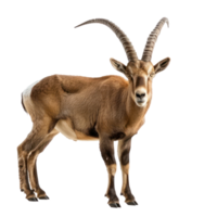 Ibex front view full body isolate on transparency background png