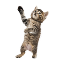 floated kitten jumping gesture try to catch something in the air, isolate on transparency background png