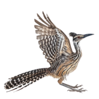 Roadrunner bird fly full body isolate on transparency background png
