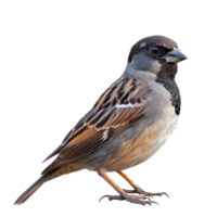 Passerine front view full body isolate on transparency background png