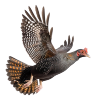 Guinea fowl bird fly full body isolate on transparency background png