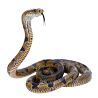 King Cobra full body isolate on transparency background png