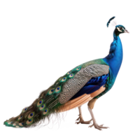 Peacock side view full body isolate on transparency background png