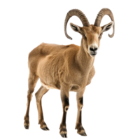 Ibex front view full body isolate on transparency background png