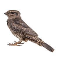 Nightjar bird side view full body isolate on transparency background png