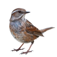 Dunnock bird front view full body isolate on transparency background png