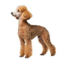 Poodles side view full body isolate on transparency background png