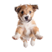 floating full body puppy isolate on transparency background png
