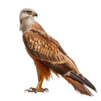 Kite bird front view full body isolate on transparency background png