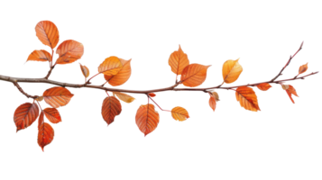 Autumn branch and leaves isolate on transparency background png