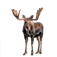 Moose front view full body isolate on transparency background png
