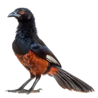 Greater coucal bird front view full body isolate on transparency background png
