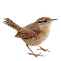 Wren bird side view full body isolate on transparency background png