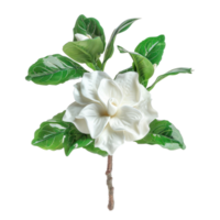 Gardenia flower front view full length isolate on transparency background png